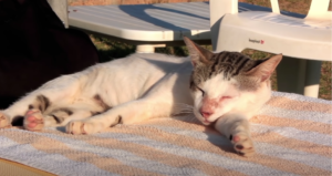 Cat Sleeping on Face vs. Head Pressing in Cats