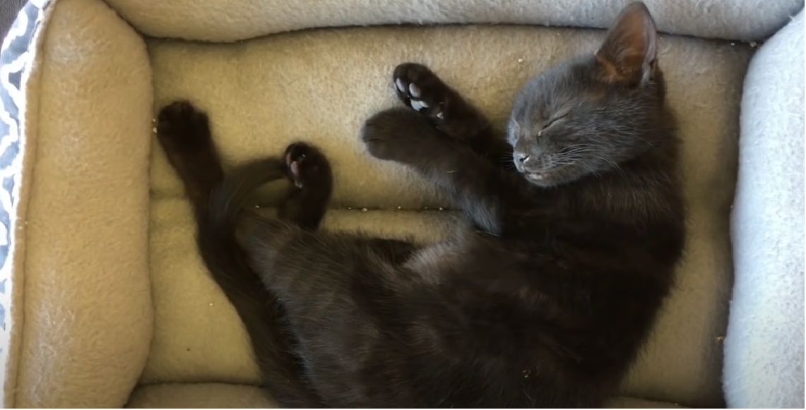 Why Do Cats Sleep With Their Face Down? KittenWiki