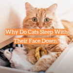 Why Do Cats Sleep With Their Face Down?
