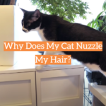 Why Does My Cat Nuzzle My Hair?