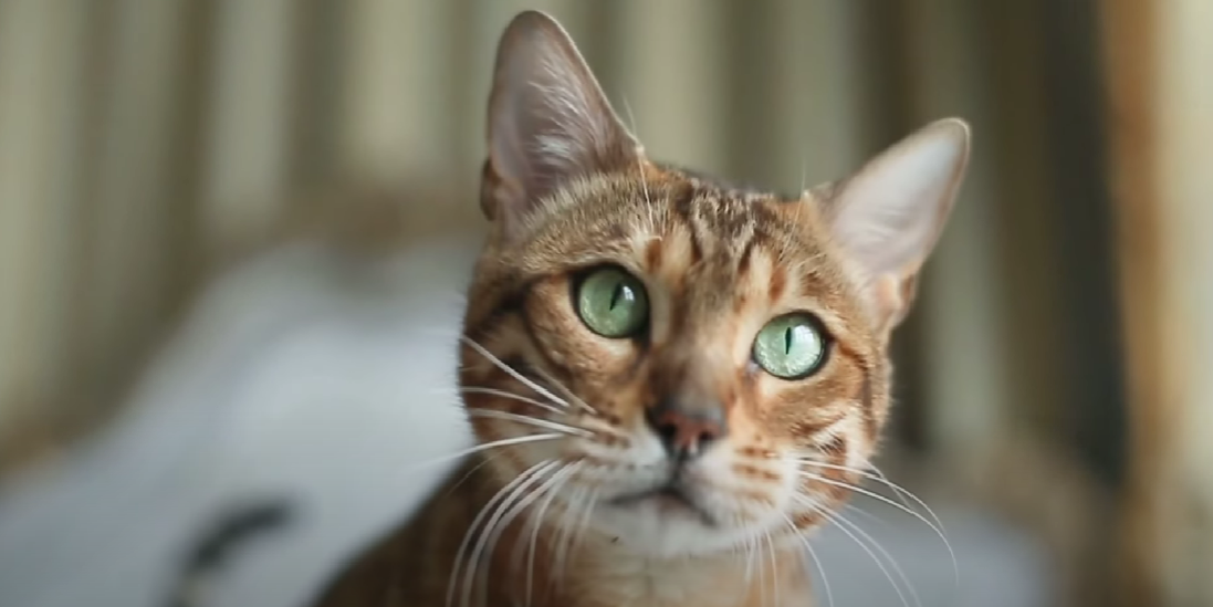 Why Does My Cat Nuzzle My Hair? KittenWiki