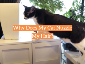 Why Does My Cat Nuzzle My Hair?