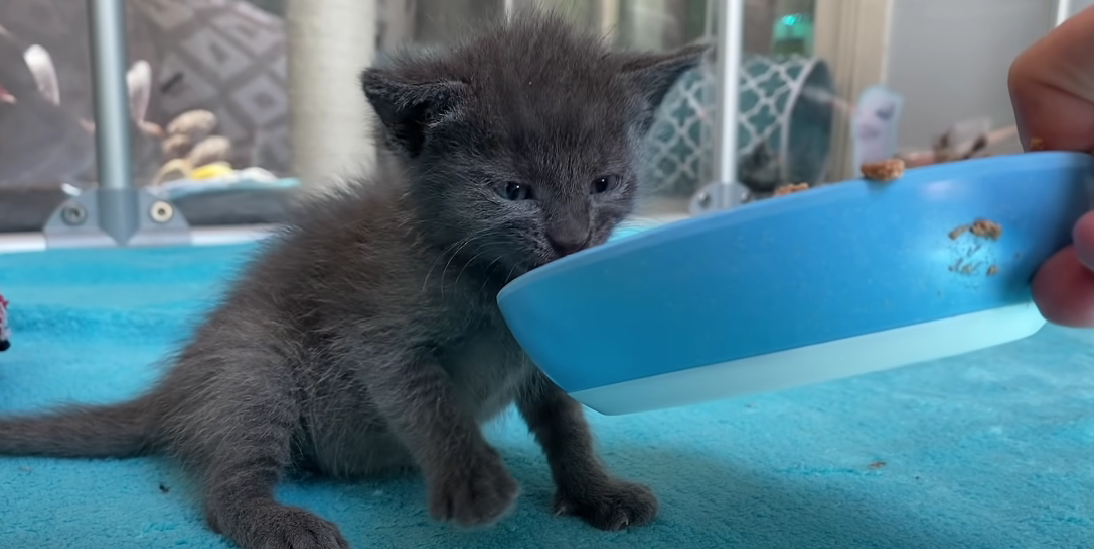 Why Does My Kitten Shake After Eating? KittenWiki