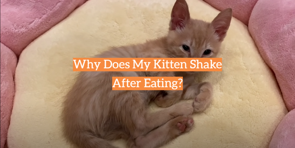 why-does-my-kitten-shake-after-eating-kittenwiki