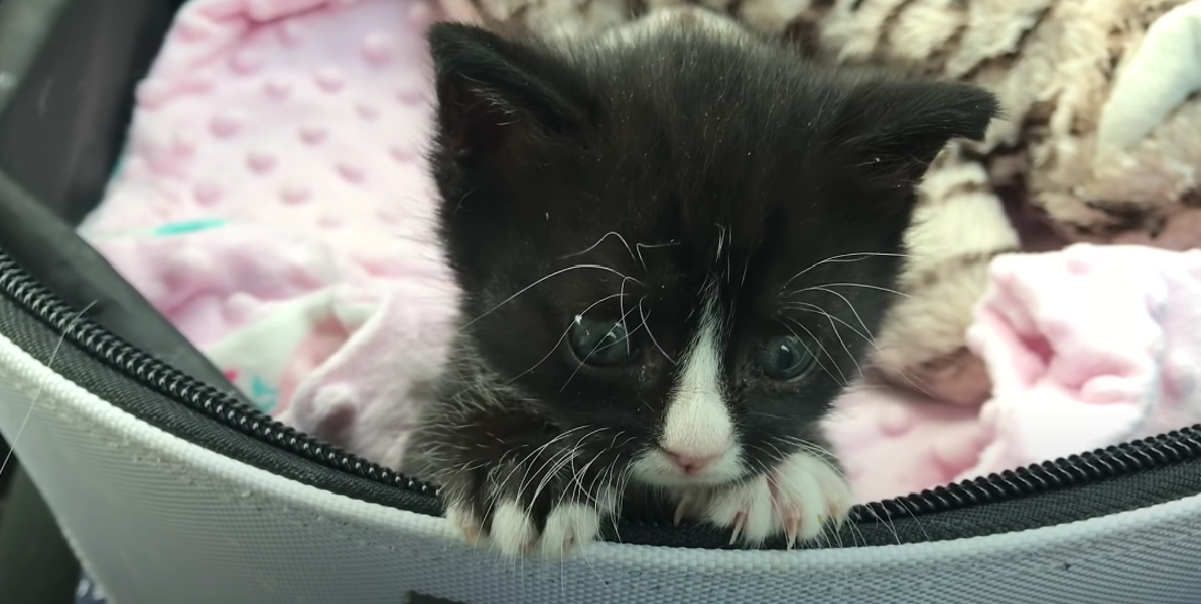 Why Does My Kitten Shake After Eating? KittenWiki