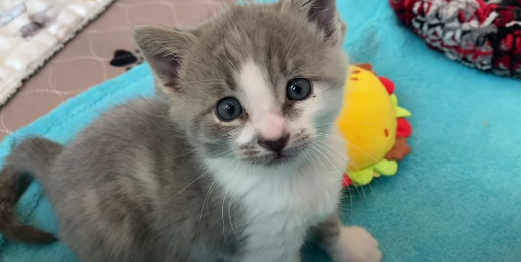 Why Does My Kitten Shake After Eating? KittenWiki