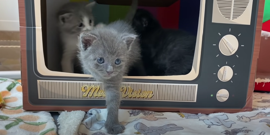 Why Does My Kitten Shake After Eating? KittenWiki