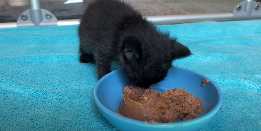 Why Does My Kitten Shake After Eating? KittenWiki