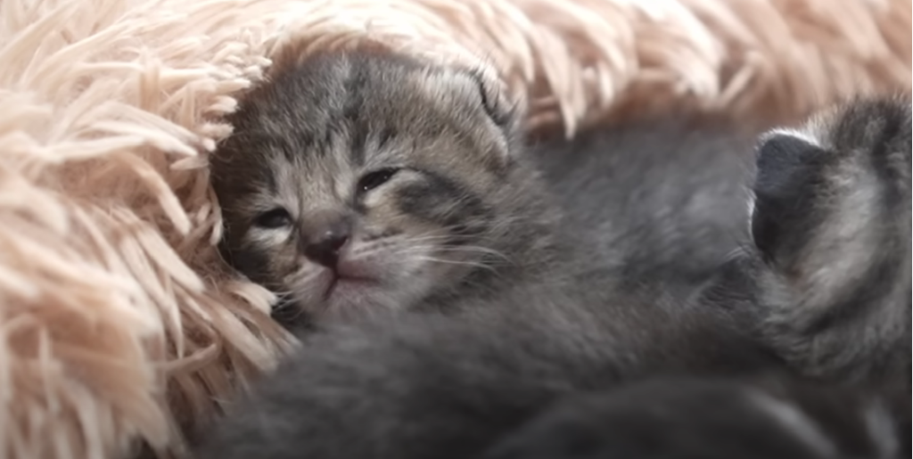 Why Does My Kitten Shake After Eating? KittenWiki