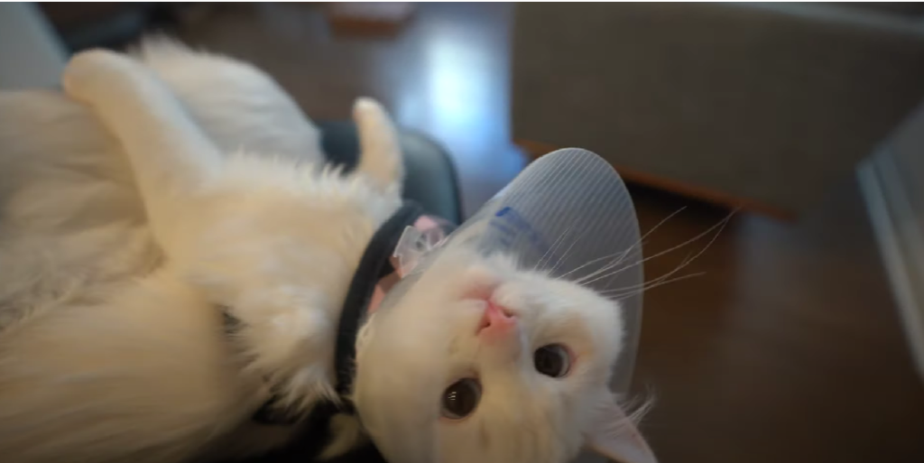 Why Is My Male Cat Sleeping a Lot After Neutering? KittenWiki