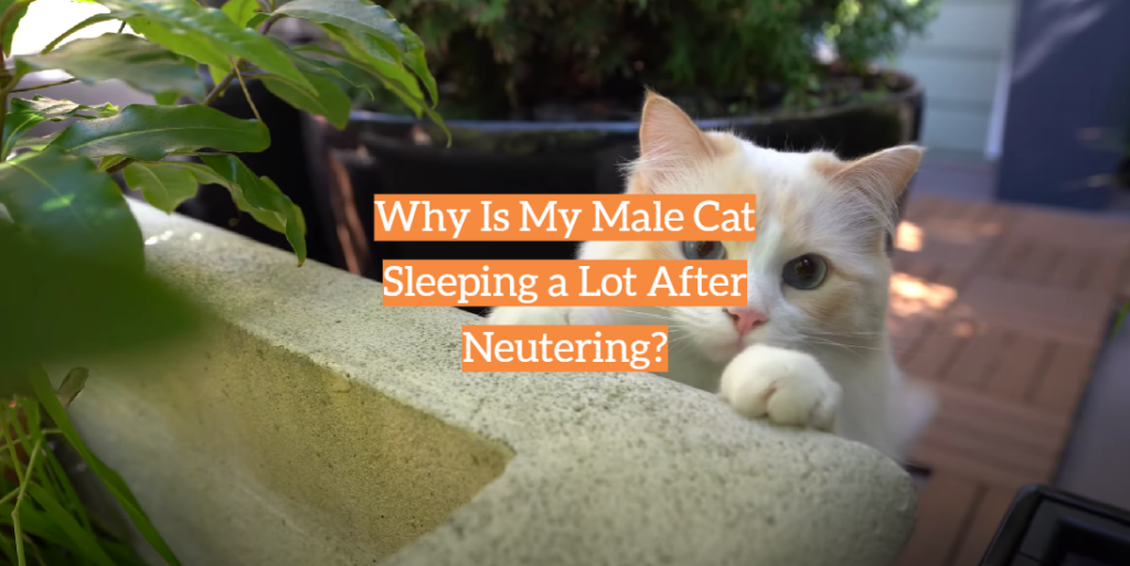 Why Is My Male Cat Sleeping a Lot After Neutering? KittenWiki