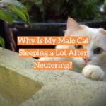 Why Is My Male Cat Sleeping a Lot After Neutering?