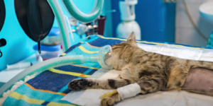 A Cat's Recovery After Neutering