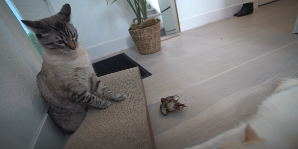 Why Is My Male Cat Sleeping a Lot After Neutering? KittenWiki