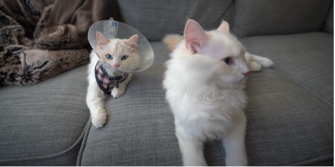 Why Is My Male Cat Sleeping a Lot After Neutering? KittenWiki