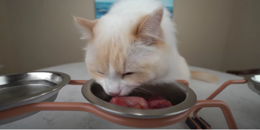 Why Is My Male Cat Sleeping a Lot After Neutering? KittenWiki