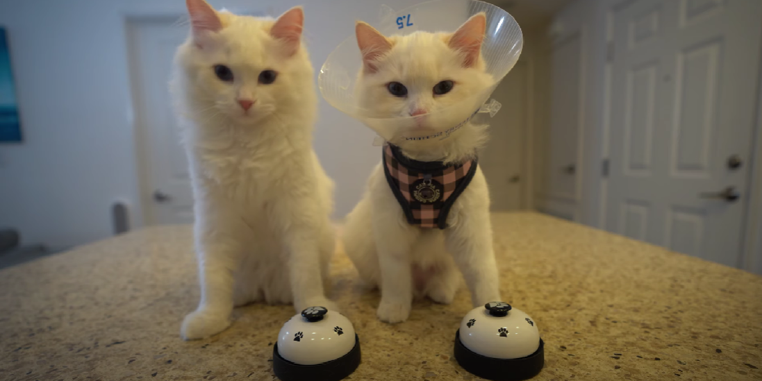 Why Is My Male Cat Sleeping a Lot After Neutering? KittenWiki