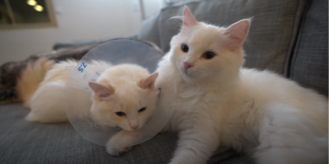 Why Is My Male Cat Sleeping a Lot After Neutering? KittenWiki