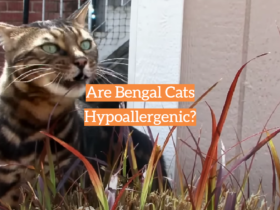 Are Bengal Cats Hypoallergenic?