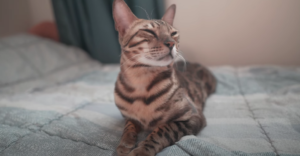 What to Do if You Have Cat Allergies & Want a Bengal