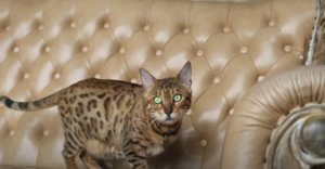 Bengal Cat Coat: Colours and Patterns