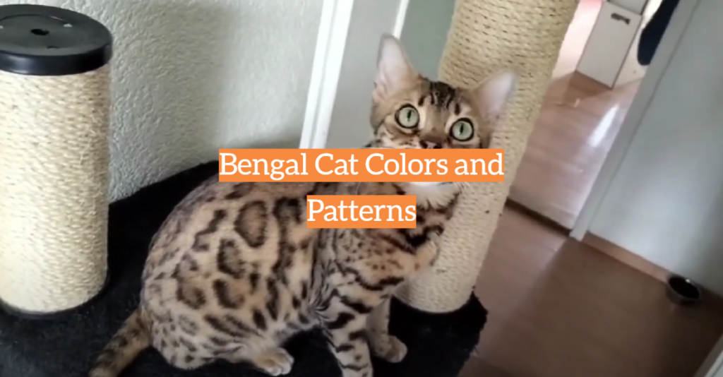 Bengal Cat Colors And Patterns Kittenwiki 7864