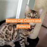 Bengal Cat Colors and Patterns