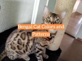 Bengal Cat Colors and Patterns