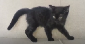 The Black (Melanistic) Bengal cat