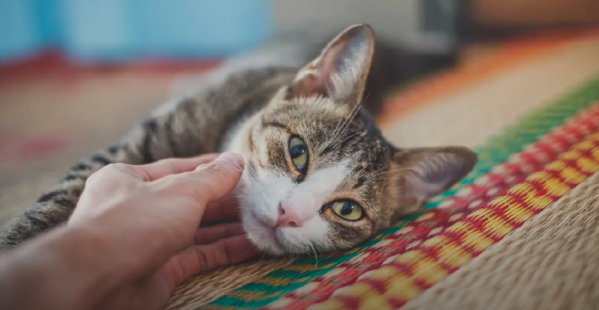 Why Does My Cat Nibble My Fingers? - KittenWiki