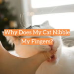 Why Does My Cat Nibble My Fingers?