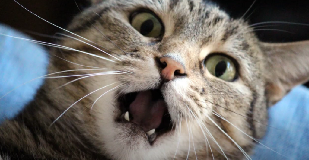 Why Does My Cat Nibble My Fingers? KittenWiki