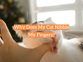 Why Does My Cat Nibble My Fingers?