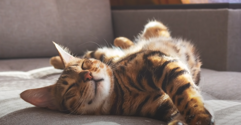 Can Cats Breathe Through Their Mouth? KittenWiki