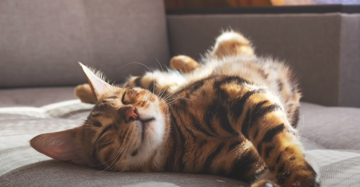 Can Cats Breathe Through Their Mouth? KittenWiki