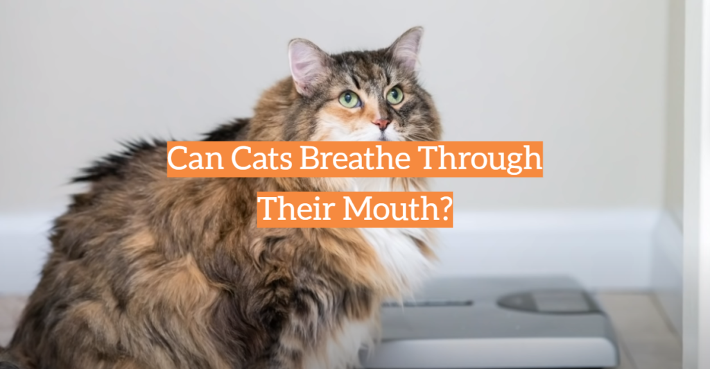 Can Cats Breathe Through Their Mouth? KittenWiki