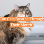 Can Cats Breathe Through Their Mouth?