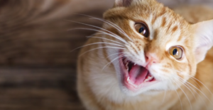 Can Cats Breathe Through Their Mouths & Is It Safe?
