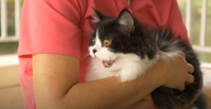 When To Be Worried About Your Cat or Kitten Open Mouth Breathing