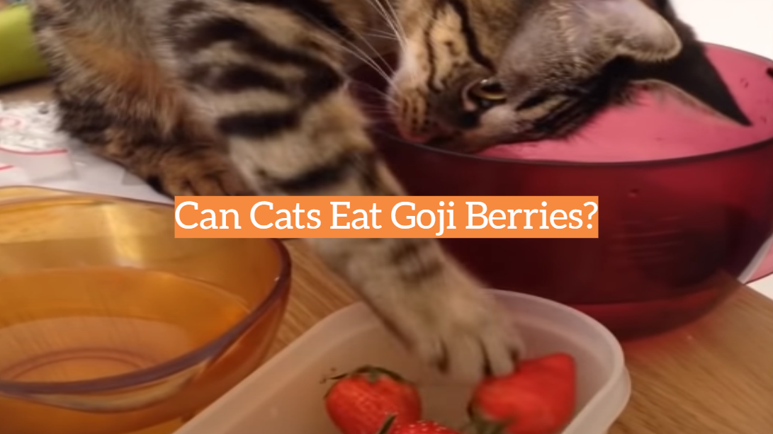 Can Cats Eat Goji Berries?