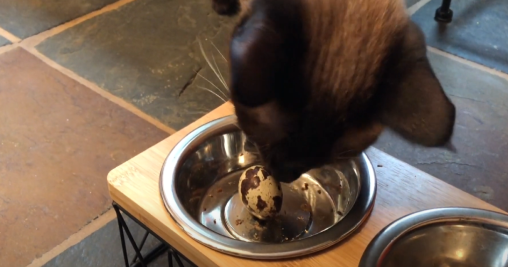 Can Cats Eat Quail Egg Shells? KittenWiki
