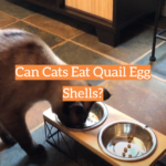 Can Cats Eat Quail Egg Shells?