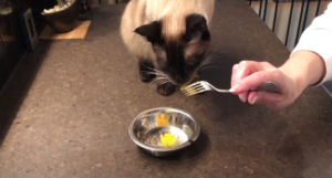 How Often Can Cats Eat Quail Eggs