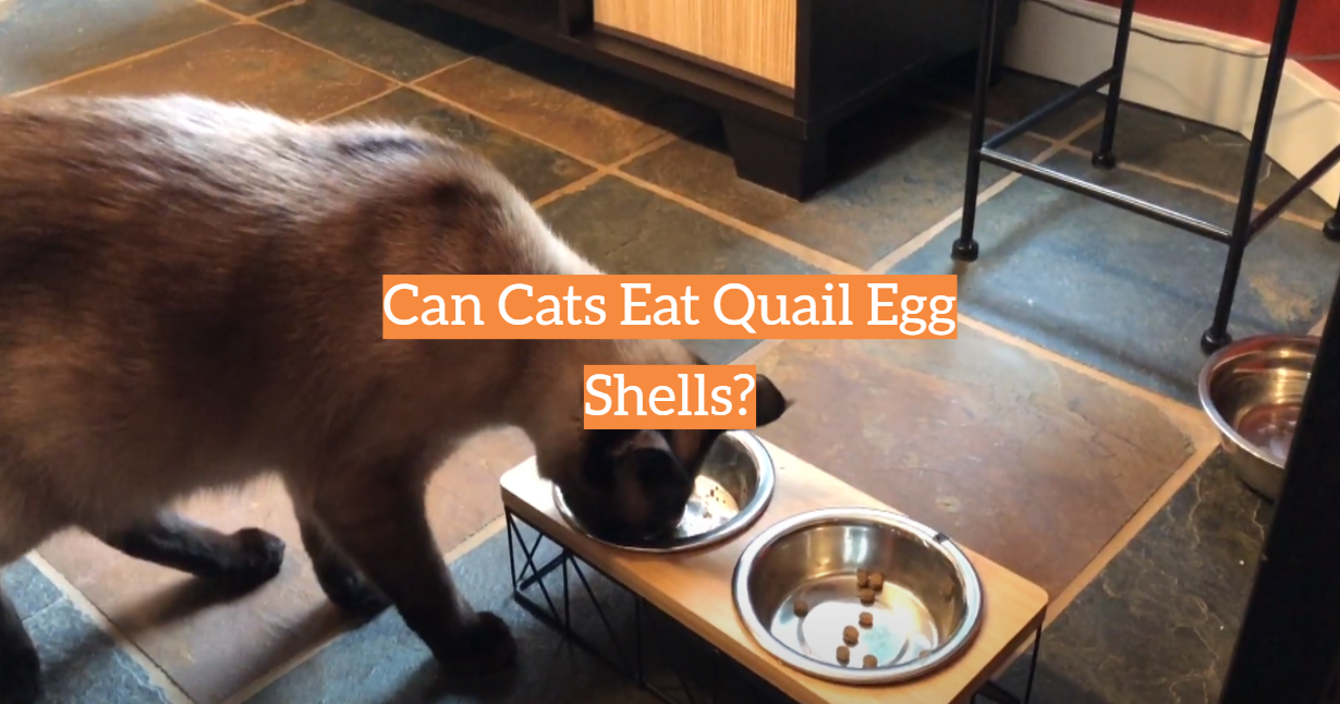 Can Cats Eat Quail Egg Shells?