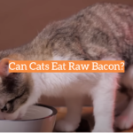 Can Cats Eat Raw Bacon?