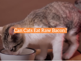 Can Cats Eat Raw Bacon?