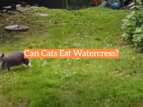 Can Cats Eat Watercress?