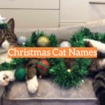 Christmas Cat Names