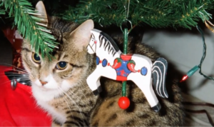 Consider Your Christmas Cat’s Personality