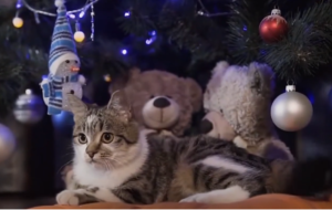Avoid Christmas Cat Names That Sound Like Commands